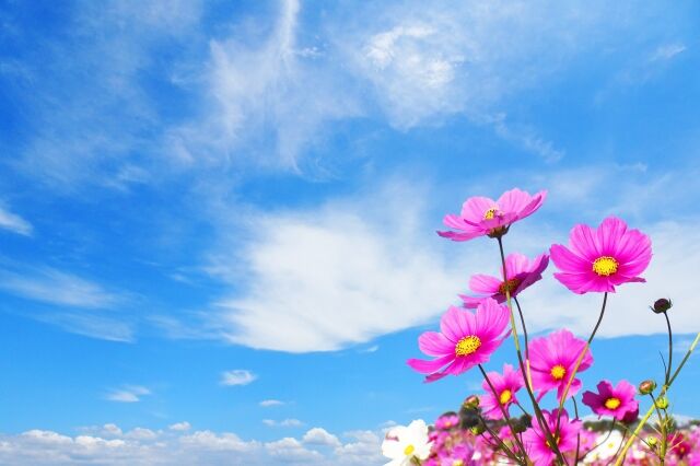 お花